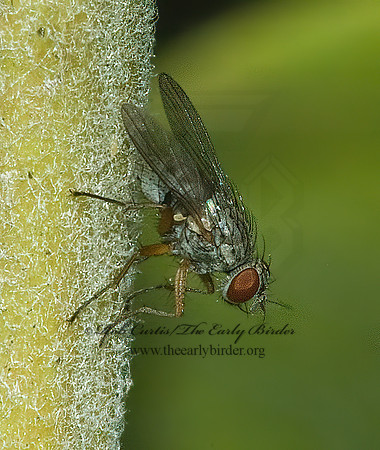 Coenosia tigrina TIGER FLY 5014977~z