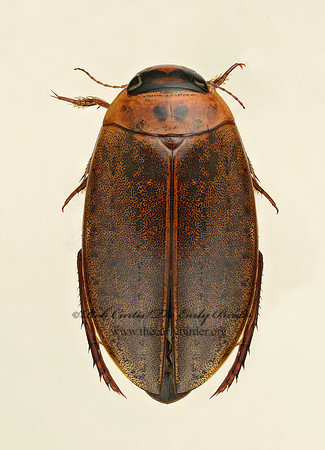 Rhantus gutticollis 9019422z