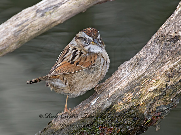 Melospiza georgiana  SWAMP SPARROW 9021653z