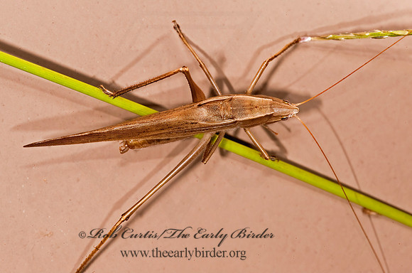 Neoconocephalus retusus 8023279z
