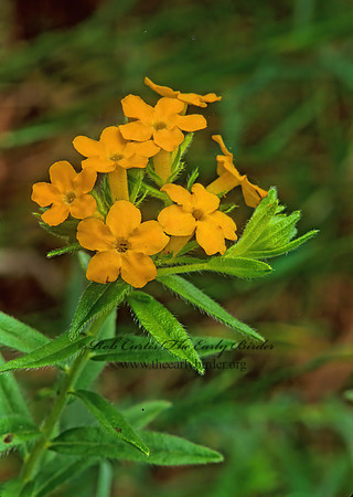 Lithospermum canescens  HOARY PUCCON 267324z