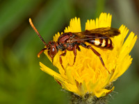 Nomada gracilis~ NOMAD BEE 9031655z