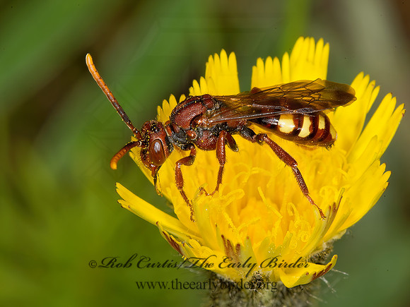 Nomada gracilis~  NOMAD BEE 9031655z