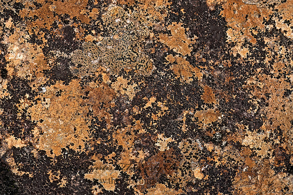 LICHENY ROCK 8034861z