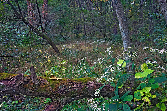 FOREST VIEW 8018302z