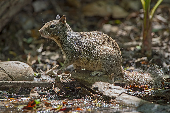Otospermophilus beecheyi  CALIFORNIA GROUND SQUIRREL 9055265z