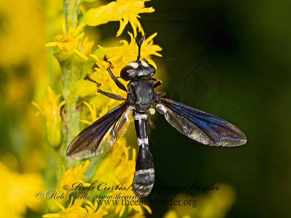 Physocephala tibialis  THICK-HEADED FLY 3041618z