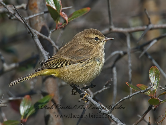 Setophaga palmarum  PALM WARBLER 6017588z