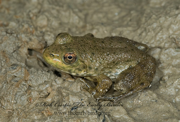 Lithobates catesbeianus  AMERICAN BULLFROG 5014290 z