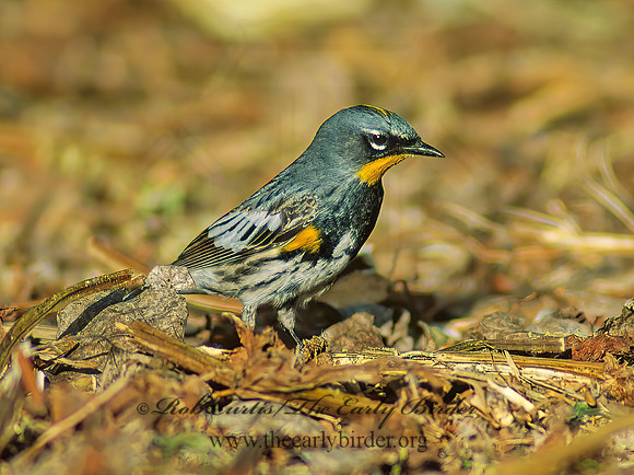Setophaga coronata auduboni  AUDUBONS WARBLER 71714z