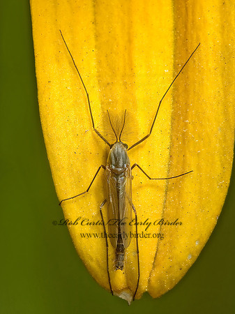 Orthocladiinae  NON-BITING MIDGE 5002148z