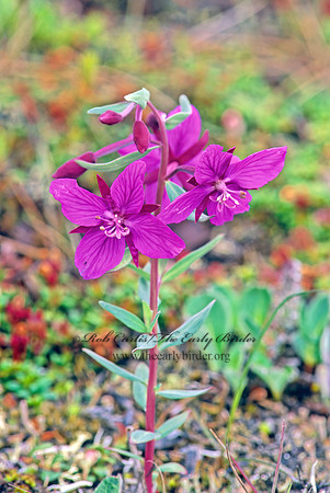 Chamerion angustifolium  TALL FIREWEED 243026z