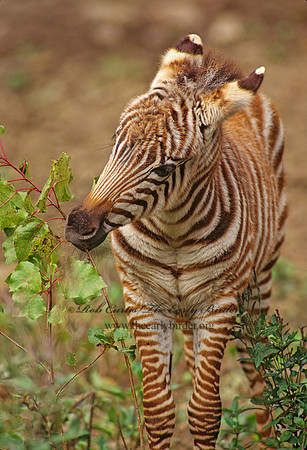 Equus grevyi  GREVY'S ZEBRA 97002 z