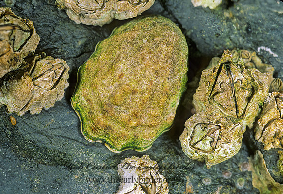 Lottia LIMPET 229104z