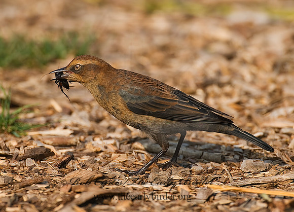 Euphagus carolinus  RUSTY BLACKBIRD 7012683z