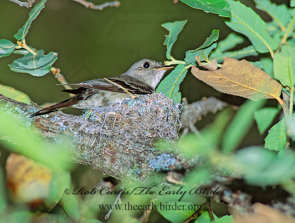 Contopus sordidulus  WESTERN WOOD PEWEE 95420z