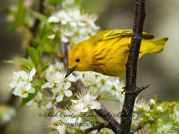 Setophaga petechia  YELLOW WARBLER 8013050z