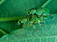 Curculionidae (WEEVILS)