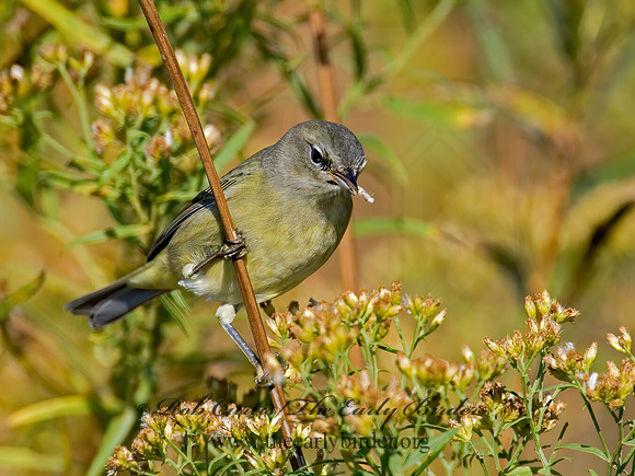 Leiothlypis celata  ORANGE-CROWNED WARBLER 6016756z
