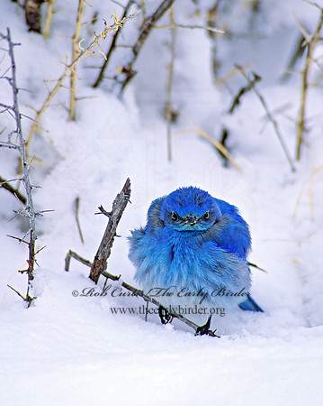 Sialia currucoides  MOUNTAIN BLUEBIRD  102823z