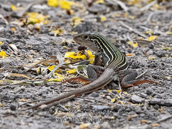 Aspidoscelis sexlineata  6-LINED RACERUNNER 3031665z