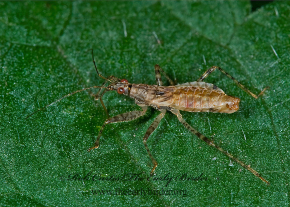 Hoplistoscelis pallescens 6014404z