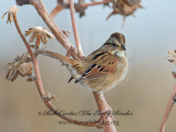 Melospiza georgiana  SWAMP SPARROW 9015206z