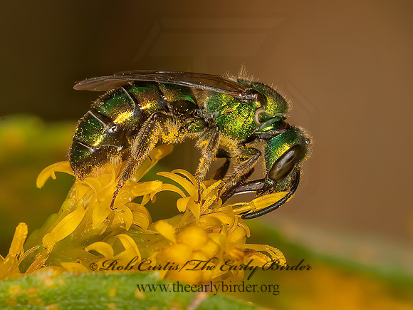 Augochlora pura  PURE GREEN AUGOCHLORA 3015219z