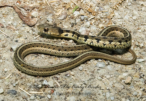 Thamnophis sirtalis  EASTERN GARTER SNAKE 8014155z