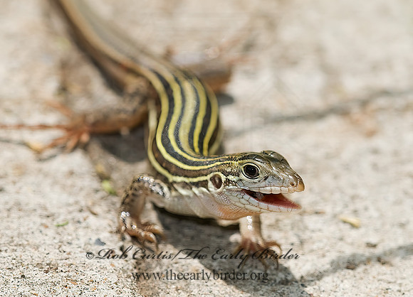 Aspidoscelis gularis  TEXAS SPOTTED WHIPTAIL 6023573z