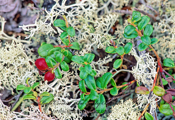 Mitchella repens  PARTRIDGE BERRY 211912z