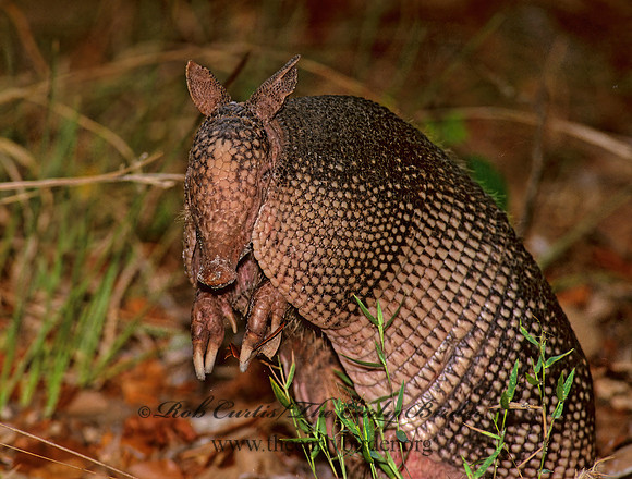 Dasypus novemcinctus  9-BANDED ARMADILLO 273335z