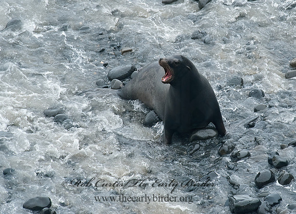 Zalophus californianus  CALIFORNIA SEA LION 8019623z