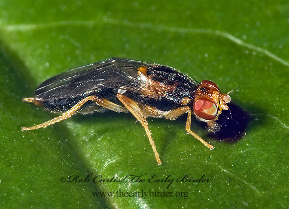 Chyliza notata  RUST FLY 5011172z