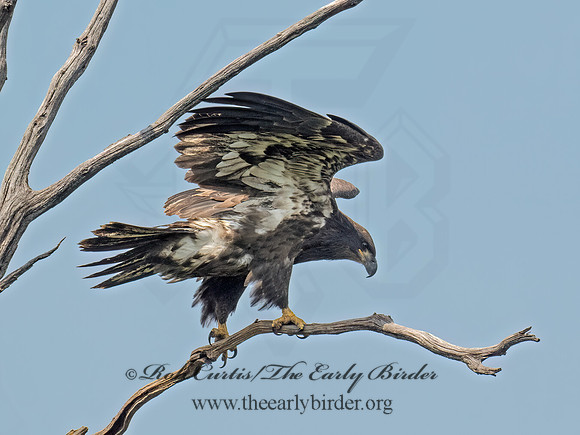 Haliaeetus leucocephalus BALD EAGLE 9079495z