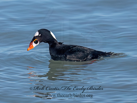Melanitta perspicillata SURF SCOTER 9093089z