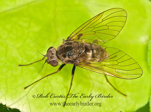 Chrysopilus proximus  SNIPE FLY 3013619z