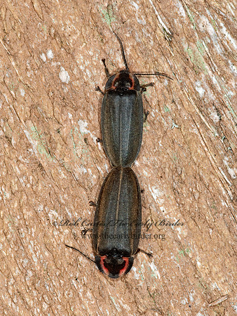Ellychnia corrusca  WINTER FIREFLY 3014294z