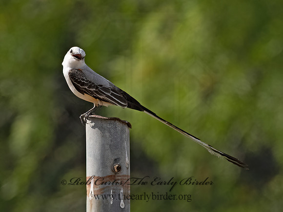 Tyrannus forficatus  SCISSOR-TAILED FLYCATCHER 3033551z