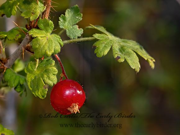 Ribes inerme  WHITESTEM GOOSEBERRY 3024153z