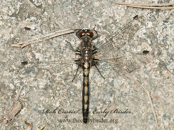 Leucorrhinia hudsonica HUDSONIAN WHITEFACE 3013839z