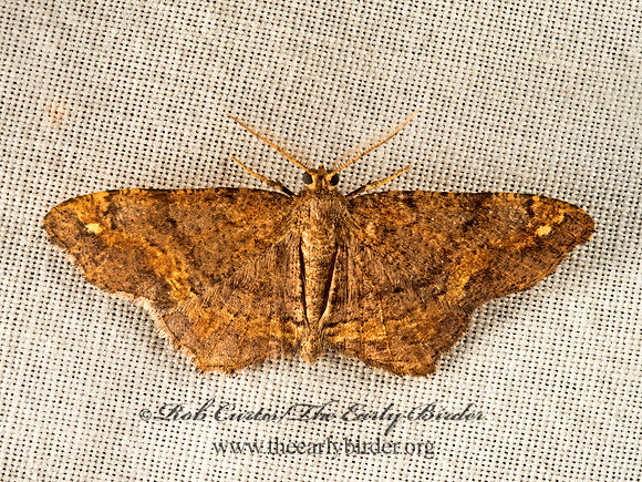 Hypagyrtis  BISTONINI GEOMETER 9050145z