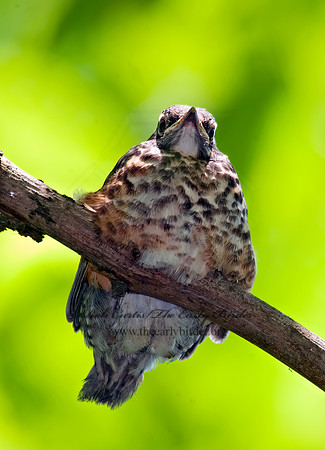 Turdus migratorius  AMERICAN ROBIN 8022557z