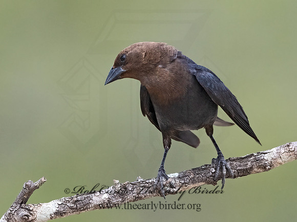 Molothrus ater  BROWN-HEADED COWBIRD 3034178z