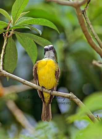Myiozetetes similis  SOCIAL FLYCATCHER 204918z