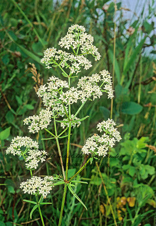 Galium boreale  NORTHERN BEDSTRAW 243611z