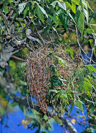 Pachyramphus aglaiae  ROSE-THROATED BECARD 94907z
