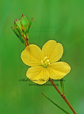 Ludwigia peruviana  PERUVIAN PRIMROSE WILLOW 262531z