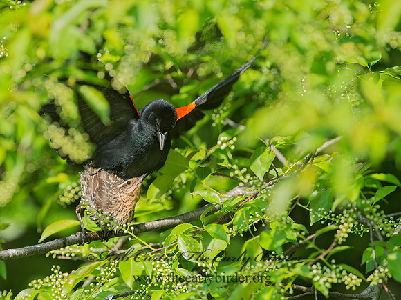 Agelaius phoeniceus  RED-WINGED BLACKBIRD 9039064z