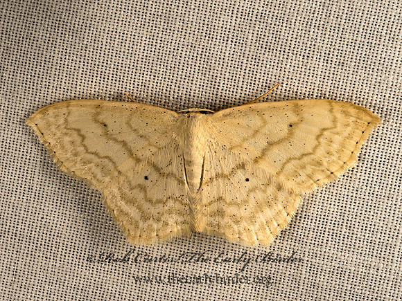 Scopula limboundata  LARGE LACE BORDER 9050014z